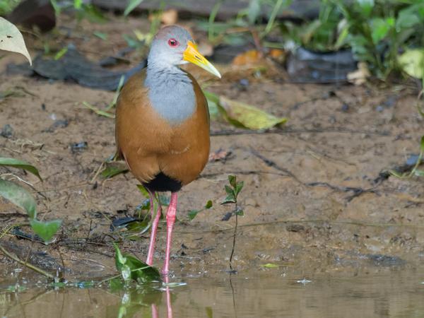 <h3><a href="/trips/costa-rica/biota/animalia/chordata/aves/gruiformes/rallidae/aramides albiventris/aramides albiventris-nl.html">Aramides&nbsp;albiventris</a> / Russet‑naped&nbsp;wood‑rail / Witbuikbosral</h3>OM-1 Mark II met M.300mm F4.0 + MC-14, 1/500 sec  bij F5.6, ISO 10000, afstand 17.8&nbsp;m